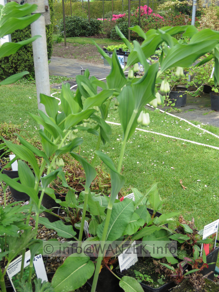 Polygonatum multiflorum 02.JPG
